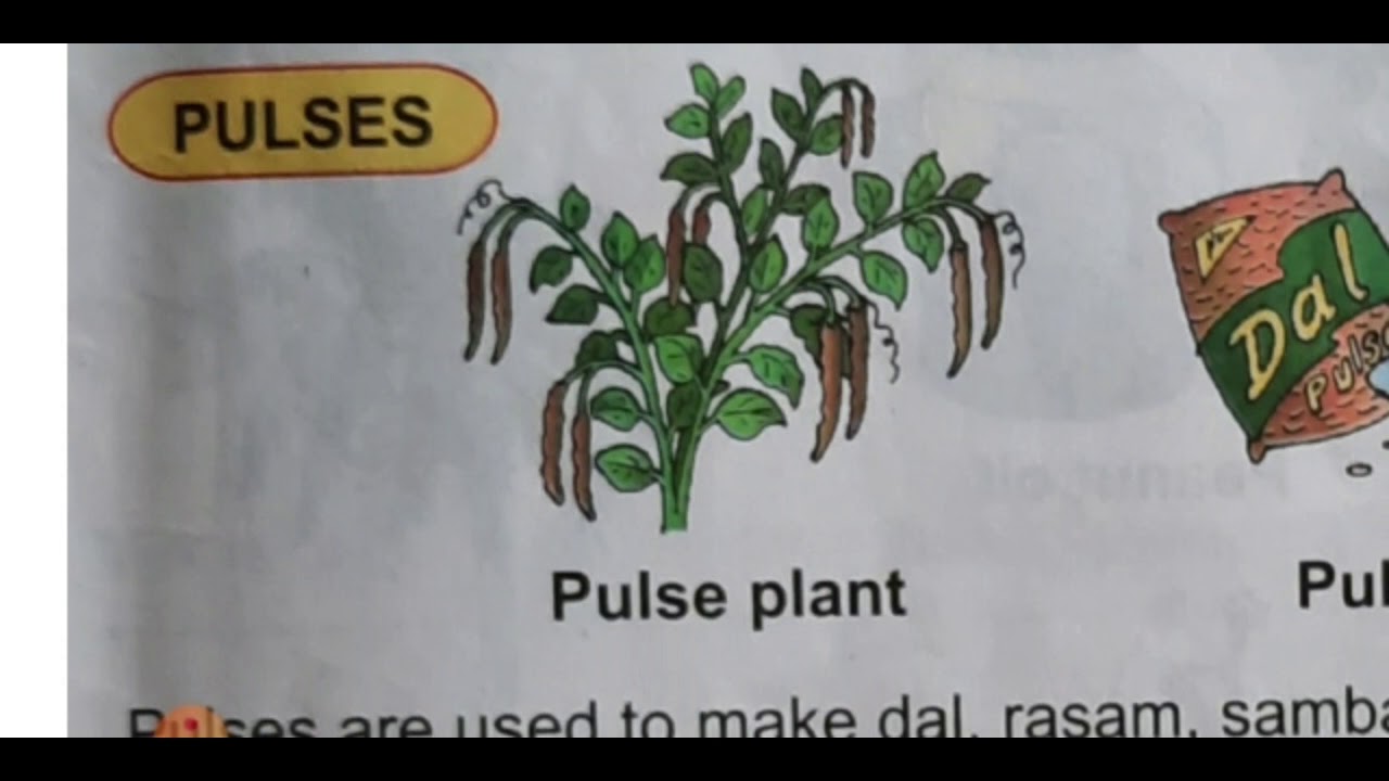 MLW L3 (Food we get from plants) YouTube