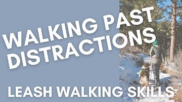 Teaching a Dog to walk on a Loose Leash - Connect the Dots Game - Adding Distractions