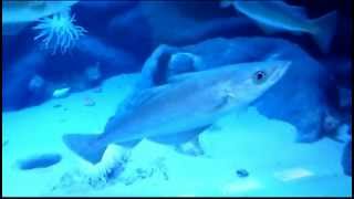 Wattforum Multimar In Tönning 02