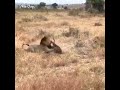 Lioness Protect Leopard From Male Lion