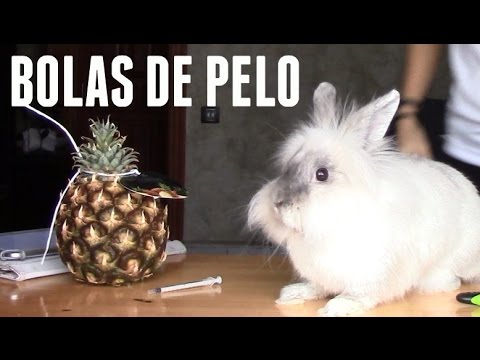 Video: Pelo Enmarañado Y Bolas De Pelo En El Estómago En Conejos