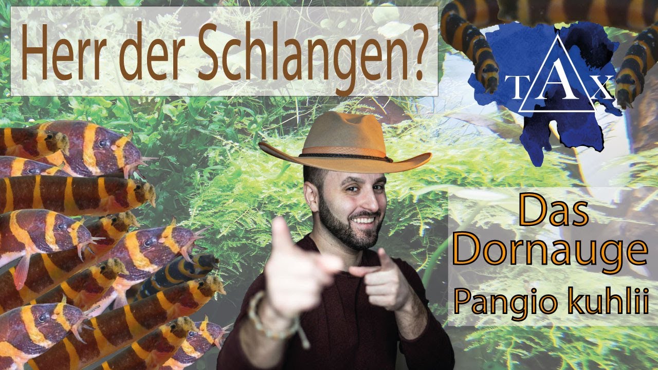 Dornaugen I gefleckten Dornaugen I Pangio kuhlii I TAX