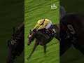 FRANKIE DETTORI: Countdown 2️⃣ #RoyalAscot with GALILEO GOLD | #Shorts