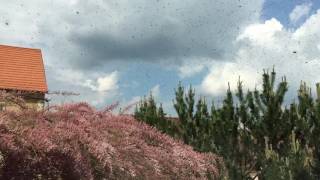 20160520 vcely IMG 7225