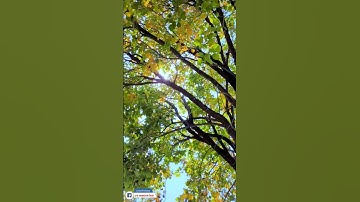 Maulana Azad National Urdu University Central park study time #manuu #hyderabad