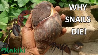 Snail Death Explained!...How to control snail parasites and predators.