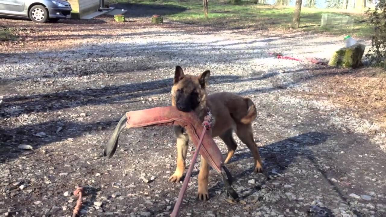 Iro Chiot Malinois Lof 4 Mois à Vendre To Sell