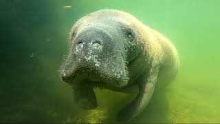 Manatee grazing