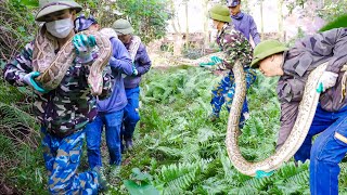HOT VIDEO: 30 DAYS conquering giant pythons and cleaning abandoned houses help neighbors reduce fear