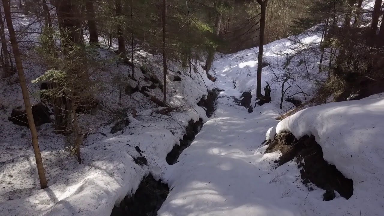The abandoned forest road