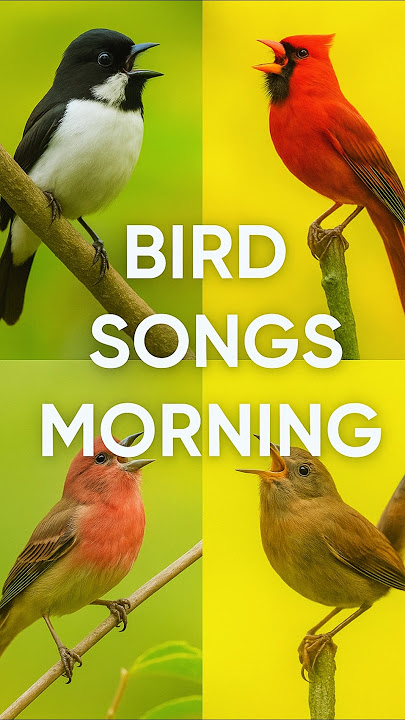 Suara Burung Pagi | Kicauan Burung Asli untuk Relaksasi, Meditasi, Fokus & Tidur Nyenyak