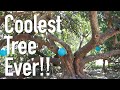 COOLEST TREE EVER!