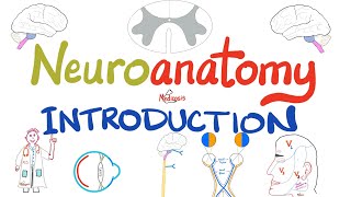 Introduction to Neuroanatomy - Learn the Basics - Neuroanatomy Playlist screenshot 3