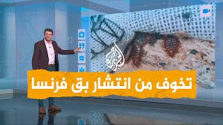 شبكات | هل وصل بق فرنسا إلى المغرب والجزائر؟