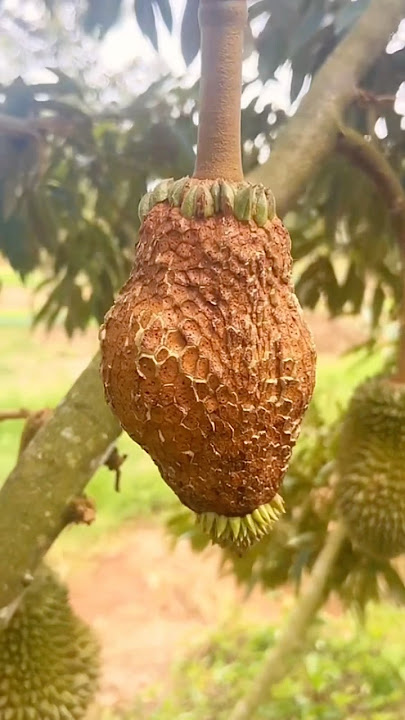 First time harvesting bald durian fruit #duriangundul #durian