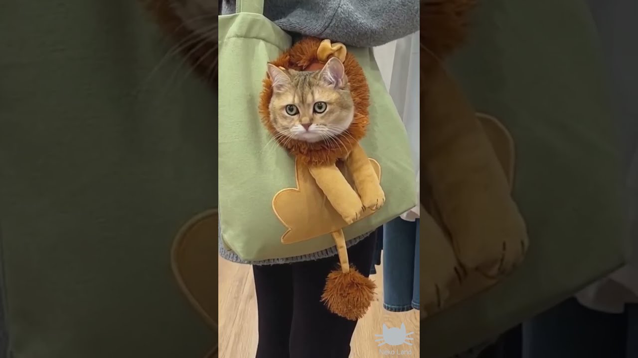 Those Bags Are Perfact For Cat Parents Funnycatvideos Catvideos