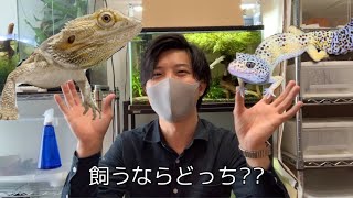 【徹底比較】レオパ&フトアゴ飼育するならどっちがいい？必要備品、メリデメなど初心者向けにまとめました！