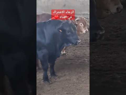 عجل اسود نخب ما شاء الله عيد الاضحى 2023 تنزيل عجول فلسطين السعودية مصر