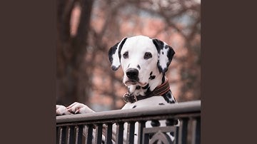 Mind-blowing Moods for Peaceful Puppy Moments