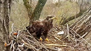 Decorah Eagles- Sub Adult Eagle Visits The Nest