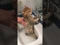 Funny cat: Cat bath time is a survival horror game #cat #funny #funnycats #cats #trendingshorts