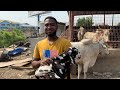 How a student became the best cattle farmer in ghana at 20