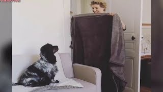What the fluff challenge Compilation - Funny dog videos try not to laugh