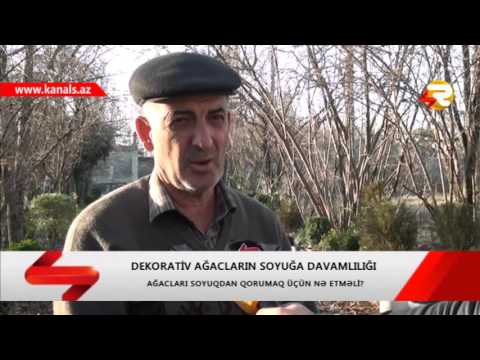 Video: Ağacları Marallardan Qoruma Məsləhətləri