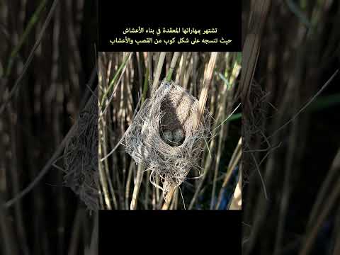 الدخناء هازجة القصب عشقالطبيعه اكسبلور الحيوانات طيور أصوات الطيور معلومات طبيعة