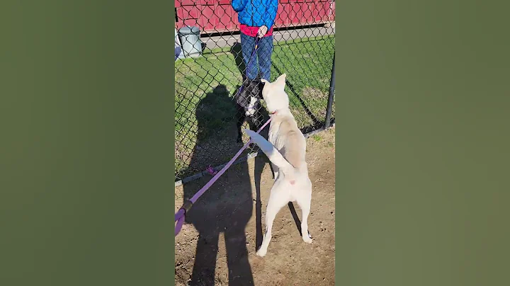 Neptune and Jett fence meet