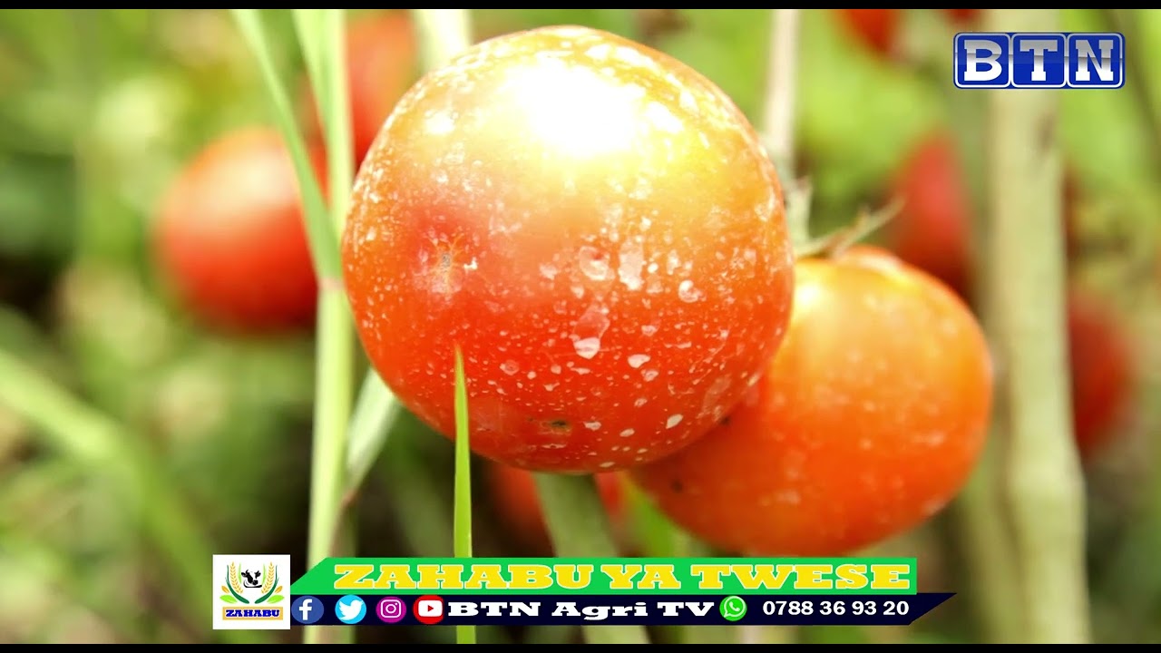 UBUHINZI BW'INYANYA MU GIHUGU CY'UBURUNDI BWIFASHE GUTE SALVATOR YATEYE INTAMBWE IKOMEYE