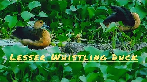 Lesser whistling ducks in Lotus lake...... #nature #lotus #lotuslake #duck