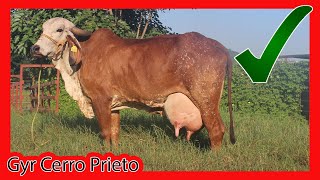 🏆 GYR LECHERO ®️ CERRO PRIETO 🏆 PARTE 1