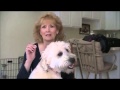 Training Wheaten Terriers St Charles Il Training Wheaten Terriers St Charles Il