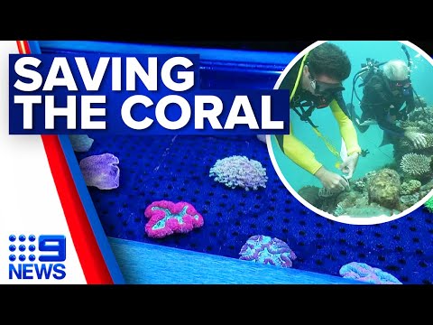 Biobank helping to preserve and save the great barrier reef | 9 news australia