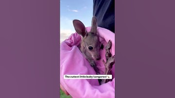 Sometimes, the smallest things take up the most room in your heart– A.A. MilneWhether it