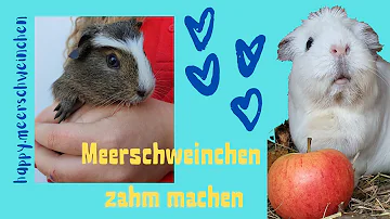 Wie lange dauert es bis ein Meerschweinchen zahm wird?