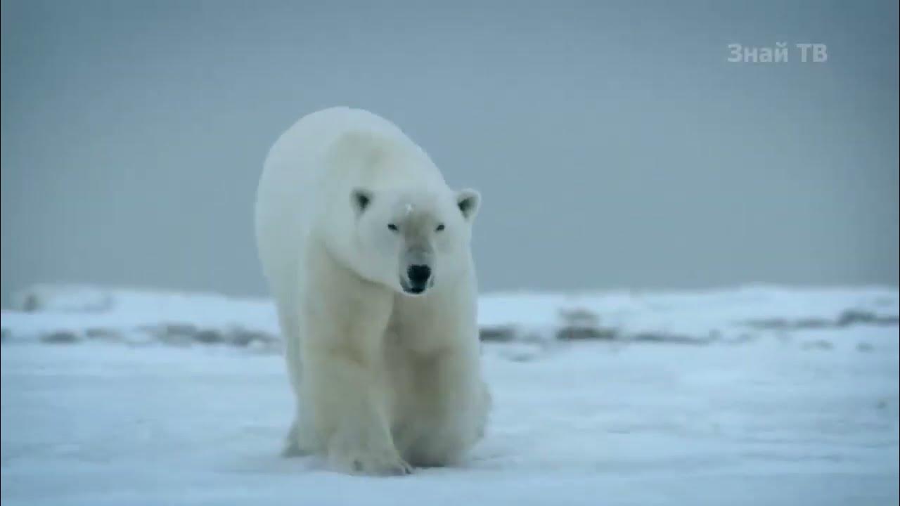 Белый медведь линяет. Берлога белого медведя. Видео про бел. Поставь видео про белый 500. Видео про бел.