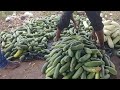 How i made a lot of money from farming cucumber