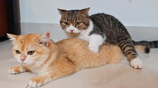 Shocking Twist: Father Cat's Unexpected Behavior in Kittens Cute Moments.