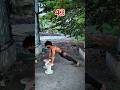 🔥 45 Incline Push-Ups Challenge |Beginner Chest Workout | #pushups  #homeworkout #fitness #shorts