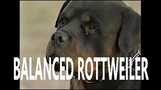 ROTTWEILERS