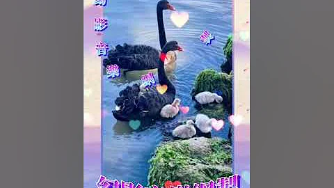 七夕情人節快樂⚘🎶【月亮代表我的心】祝福🌹💖有情人終成眷屬 - 天天要聞