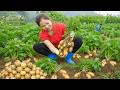 Potatoes🥔Can Only Be Harvest By Hand😰Goes to market sell💪Make A Duck Coop Out Of Bamboo