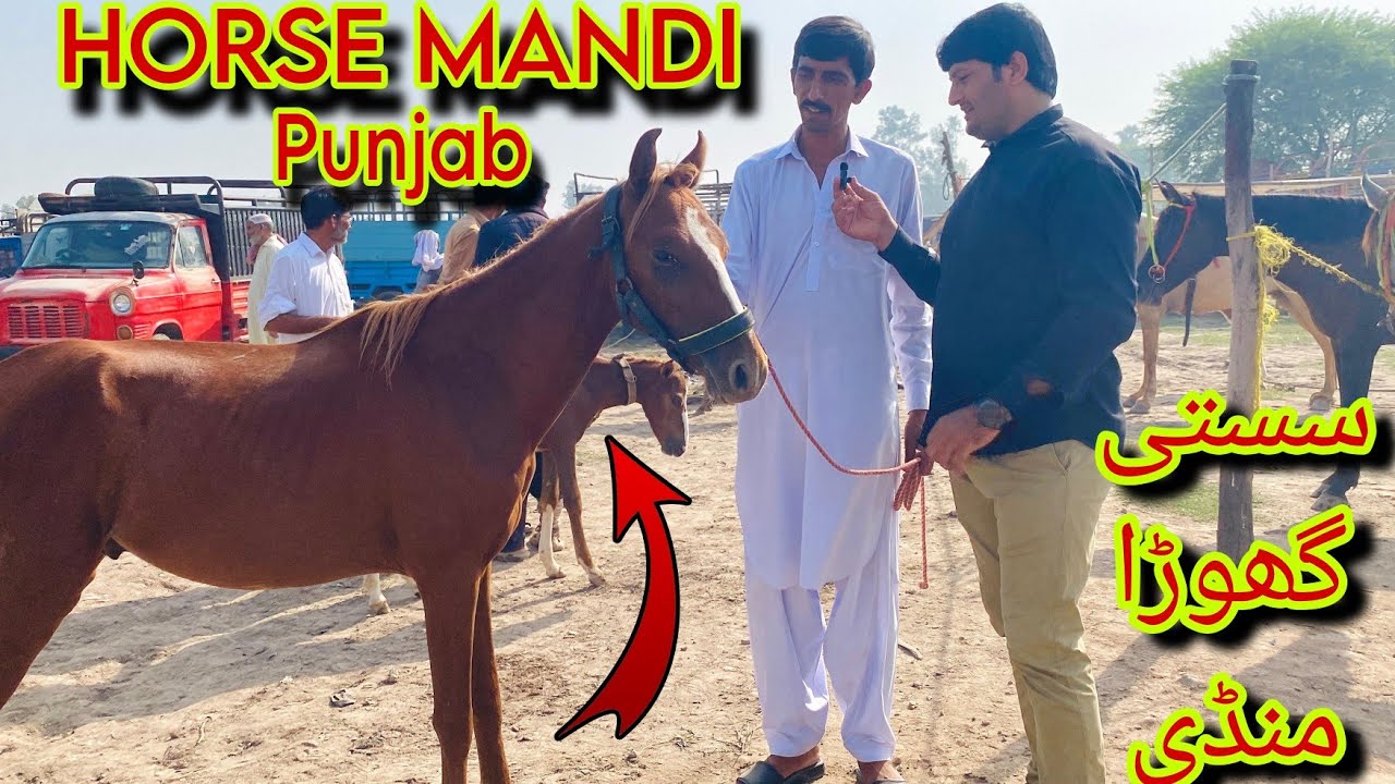 Horse Mandi In Pakistan | Horse Mandi Gujrat Pakistan | Pakistan Biggest Horse Mandi#horsemandi 