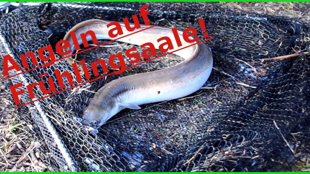 #Aal Total Angeln auf Aal im Frühling mit Erfolg! - YouTube