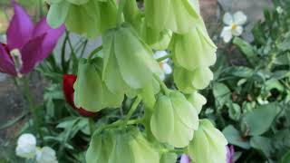 Fritillaria Varieties