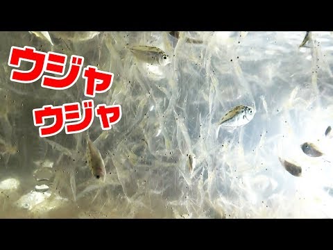 親父が途方に暮れた日… 親父が途方に暮れた日…