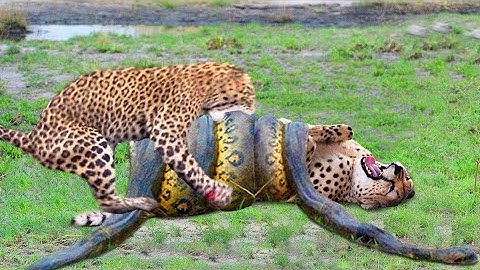 GIANT Python Hunts Leopard Cubs While Mother Leopard Hunting Impala, Anaconda vs Crocodile Fights