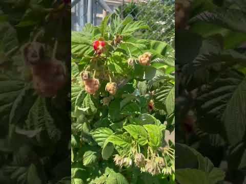 Video: Consejos para el cultivo de faldas: aprenda qué es una planta de faldas y cómo cultivarla en el jardín